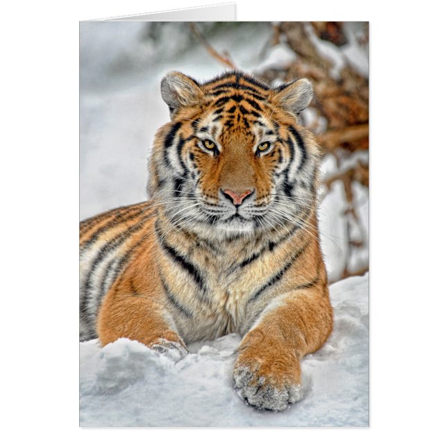 Tiger-Schnee-Porträt (Vorne)
