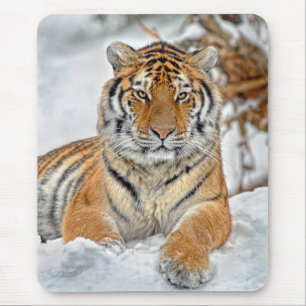 Tiger-Schönheit im Schnee Mousepad