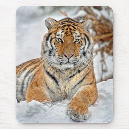 Tiger-Schönheit im Schnee Mousepad (Vorne)