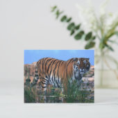 Tiger schützt den Fluss Postkarte (Stehend Vorderseite)