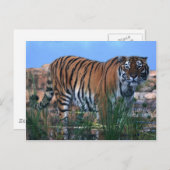Tiger schützt den Fluss Postkarte (Vorne/Hinten)
