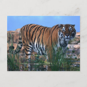 Tiger schützt den Fluss Postkarte