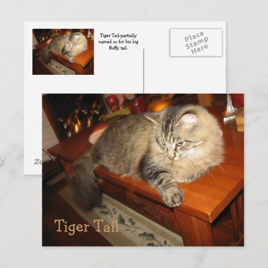 Tiger Schwanz Postkarte (Vorne/Hinten)