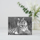 Tiger - Schwarz & Weiß Postkarte (Stehend Vorderseite)