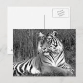 Tiger - Schwarz & Weiß Postkarte (Vorne/Hinten)