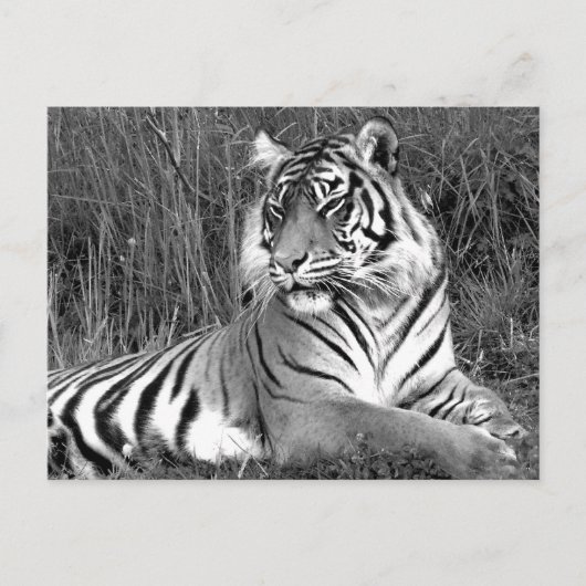 Tiger - Schwarz & Weiß Postkarte (Vorderseite)