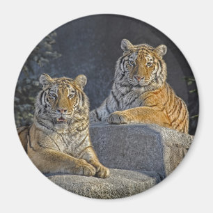 Tiger-Schwestern Magnet