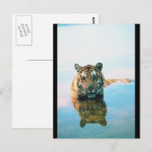 Tiger Schwimmen Postkarte (Vorne/Hinten)