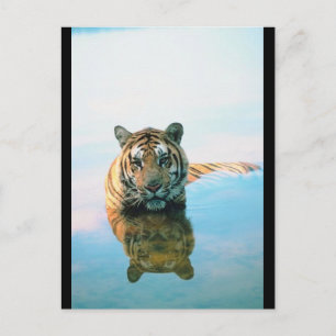 Tiger Schwimmen Postkarte