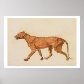 Tiger, seitliche Sicht, Haut entfernt, von "A Comp Poster (Vorne)
