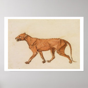 Tiger, seitliche Sicht, Haut entfernt, von "A Comp Poster