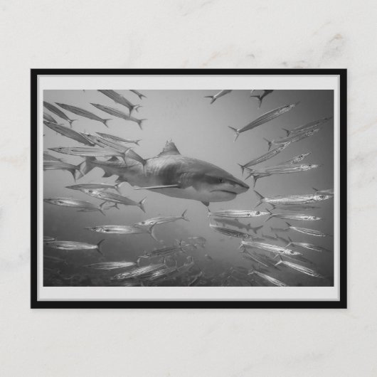 Tiger Shark1 Karton01 タ ガシ20ク Postkarte (Vorderseite)