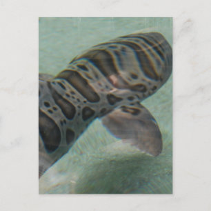 Tiger Shark Postcard Postkarte