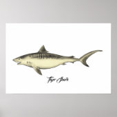 Tiger Shark Poster (Vorne)