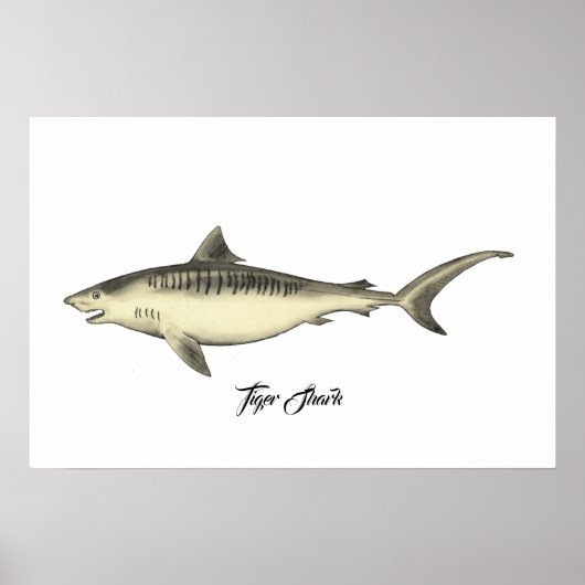 Tiger Shark Poster (Vorne)