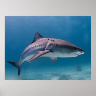 Tiger Shark Print Poster