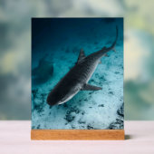 Tiger Shark Underwater Fotografy Ocean Scene Acrylschild (Neutral)