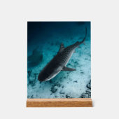 Tiger Shark Underwater Fotografy Ocean Scene Acrylschild (Vorderseite)