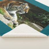 Tiger Sherpadecke (3/4)