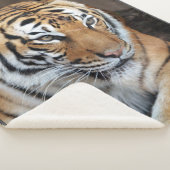 Tiger Sherpadecke (3/4)