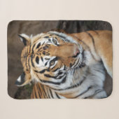 Tiger Sherpadecke (Vorderseite (Horizontal))