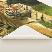 Tiger Sherpadecke (3/4)