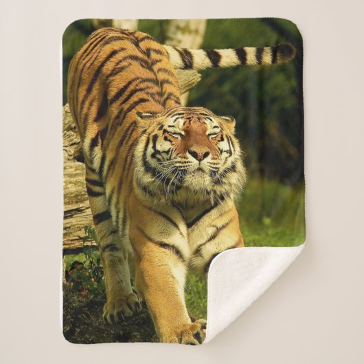 Tiger Sherpadecke (Vorderseite)