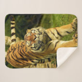 Tiger Sherpadecke (Vorderseite (Horizontal))