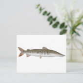 Tiger Shovelnose Postkarte (Stehend Vorderseite)