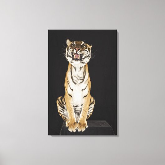 Tiger sitzend auf Plattform 2 Leinwanddruck (Vorderseite)