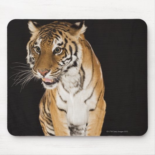 Tiger sitzend auf Plattform 2 Mousepad (Vorne)