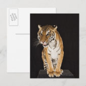 Tiger sitzend auf Plattform 2 Postkarte (Vorne/Hinten)