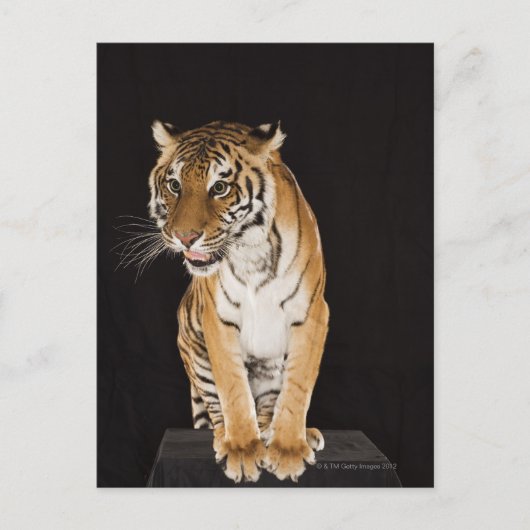 Tiger sitzend auf Plattform 2 Postkarte (Vorderseite)
