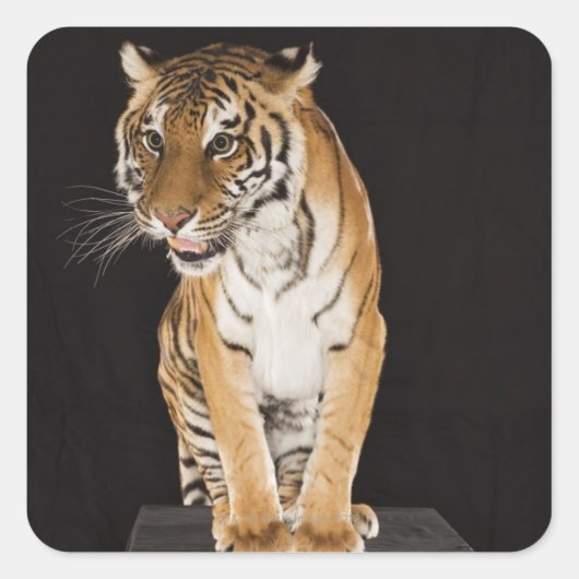 Tiger sitzend auf Plattform 2 Quadratischer Aufkleber (Vorderseite)
