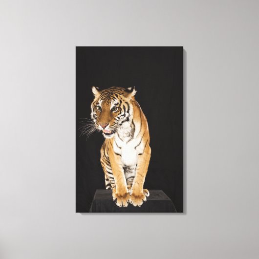 Tiger sitzt auf Plattform Leinwanddruck (Vorderseite)