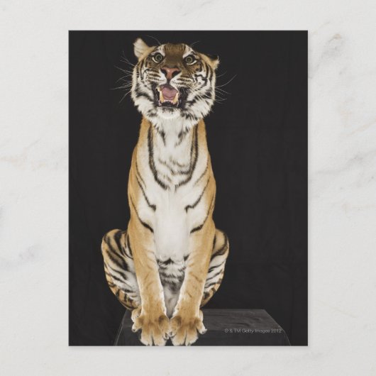 Tiger sitzt auf Plattform Postkarte (Vorderseite)
