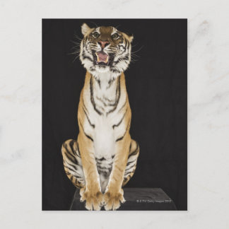 Tiger sitzt auf Plattform Postkarte