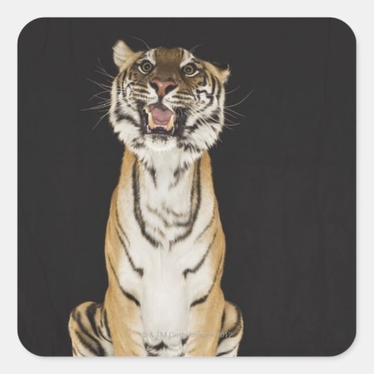 Tiger sitzt auf Plattform Quadratischer Aufkleber (Vorderseite)