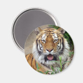 Tiger Smile Magnet (Vorderseite/Rückseite)