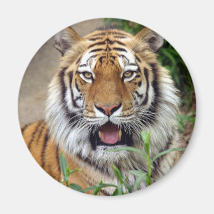 Tiger Smile Magnet