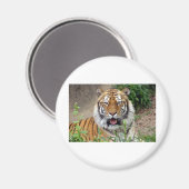 Tiger Smile Magnet (Vorderseite/Rückseite)