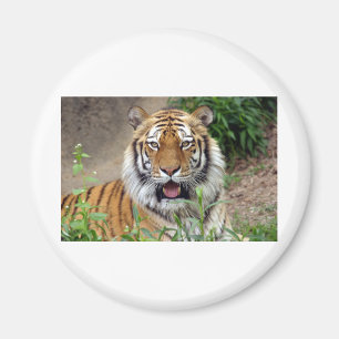 Tiger Smile Magnet