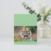 Tiger Smile Postkarte (Stehend Vorderseite)
