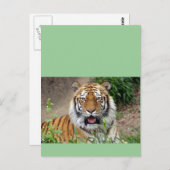 Tiger Smile Postkarte (Vorne/Hinten)