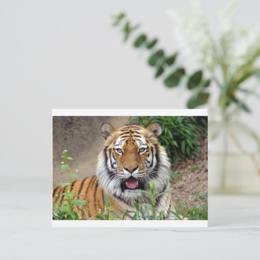 Tiger Smile Postkarte (Stehend Vorderseite)