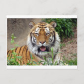 Tiger Smile Postkarte (Vorderseite)