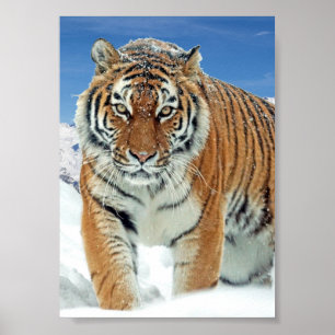 Tiger Snow Mountains Natur Winter Foto Poster