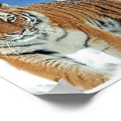 Tiger Snow Mountains Natur Winter Foto Poster (Ecke)