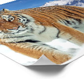 Tiger Snow Mountains Winter Foto Nature Poster (Ecke)