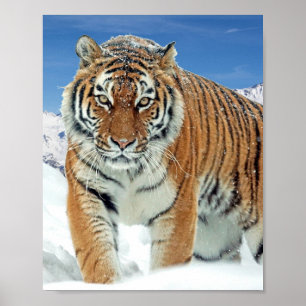 Tiger Snow Mountains Winter Nature Foto Poster